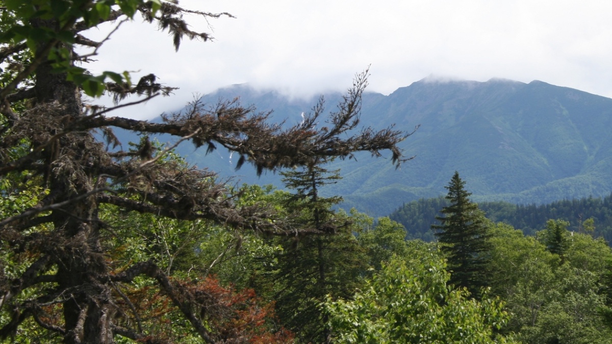 sopravvive nove giorni nella fitta foresta di un8217isola nell8217estremo nord della russia 79enne trovato stremato sulla riva di un fiume da Ilfattoquotidiano.it sopravvive nove giorni nella fitta foresta di un8217isola nell8217estremo nord della russia 79enne trovato stremato sulla riva di un fiume