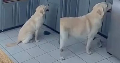 Copertina di Cane sale sul ripiano della cucina per prendere del cibo e accende per errore il tostapane: le fiamme si propagano in tutta la casa, morti gli altri tre animali di famiglia
