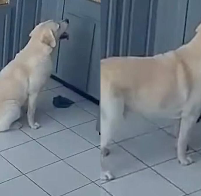 Cane sale sul ripiano della cucina per prendere del cibo e accende per errore il tostapane: le fiamme si propagano in tutta la casa, morti gli altri tre animali di famiglia