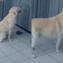 Copertina di Cane accende per errore il tostapane: la casa va a fuoco, morti gli altri tre animali di famiglia