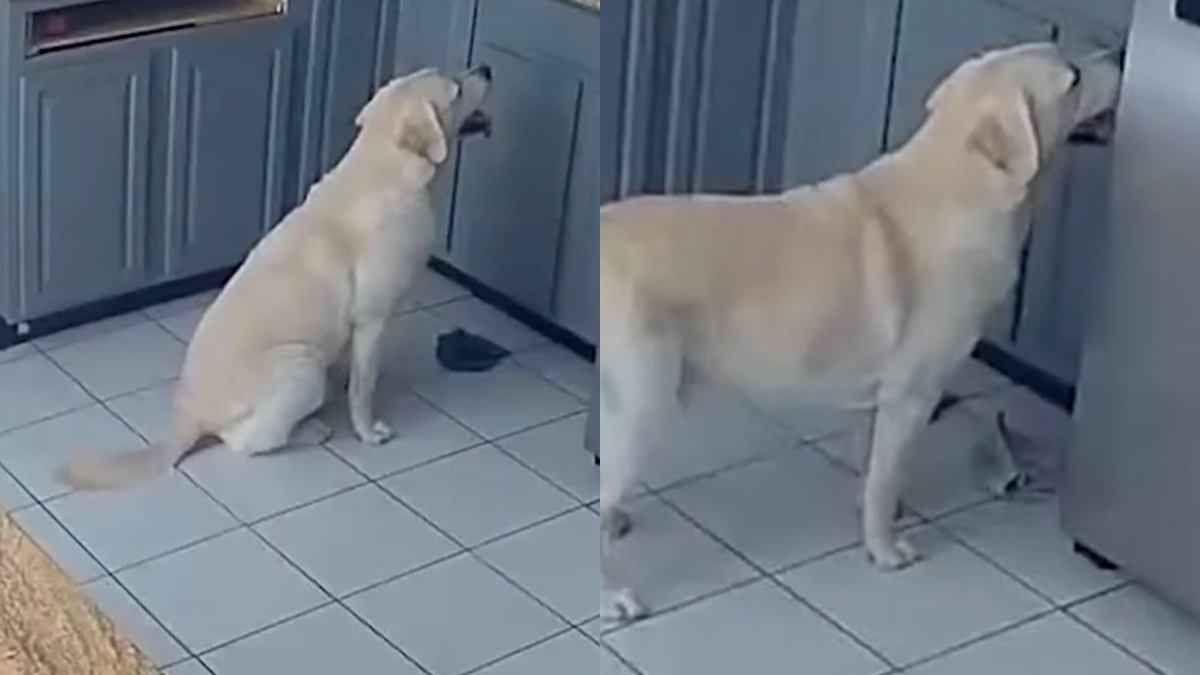 cane sale sul ripiano della cucina per prendere del cibo e accende per errore il tostapane le fiamme si propagano in tutta la casa morti gli altri tre animali di famiglia da Ilfattoquotidiano.it cane sale sul ripiano della cucina per prendere del cibo e accende per errore il tostapane le fiamme si propagano in tutta la casa morti gli altri tre animali di famiglia