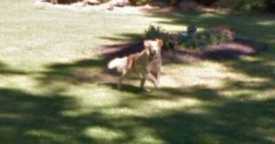 Copertina di “Su Google Maps ho visto all’improvviso il mio cane morto anni fa: quella foto che non conoscevo me l’ha fatto sentire ancora qui”. La storia di Becky Turner
