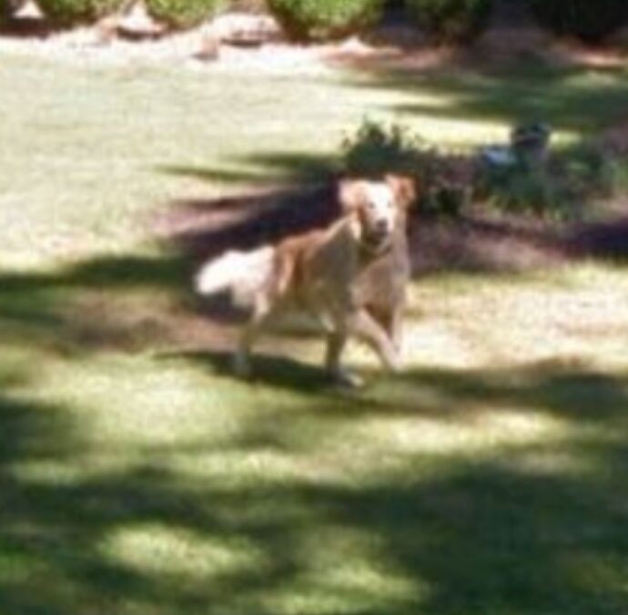 “Su Google Maps ho visto all’improvviso il mio cane morto anni fa: quella foto che non conoscevo me l’ha fatto sentire ancora qui”. La storia di Becky Turner