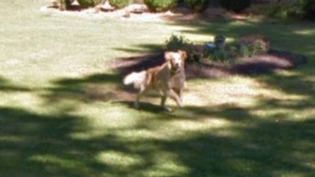 su google maps ho visto all8217improvviso il mio cane morto anni fa quella foto che non conoscevo me l8217ha fatto sentire ancora qui la storia di becky turner da Ilfattoquotidiano.it su google maps ho visto all8217improvviso il mio cane morto anni fa quella foto che non conoscevo me l8217ha fatto sentire ancora qui la storia di becky turner