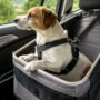 Copertina di Cani in auto, come viaggiare in sicurezza. Le regole per partire senza stress