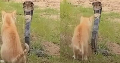 Copertina di Un cobra attacca un gatto, ma il finale sorprende: il duello ripreso in video conquista il web