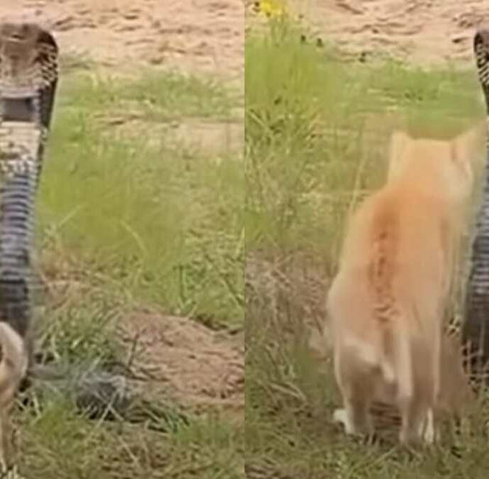 Un cobra attacca un gatto, ma il finale sorprende: il duello ripreso in video conquista il web