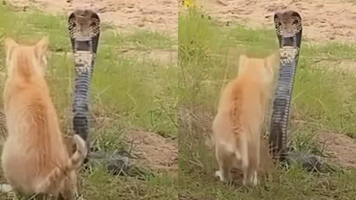 un cobra attacca un gatto ma il finale sorprende il duello ripreso in video conquista il web da Ilfattoquotidiano.it un cobra attacca un gatto ma il finale sorprende il duello ripreso in video conquista il web