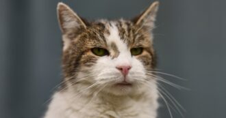 Copertina di Il gatto Larry pronto ad accogliere a Downing Street il nuovo premier Andy Burnham