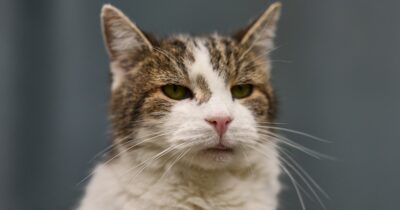 Copertina di Il gatto Larry pronto ad accogliere a Downing Street il nuovo premier Andy Burnham
