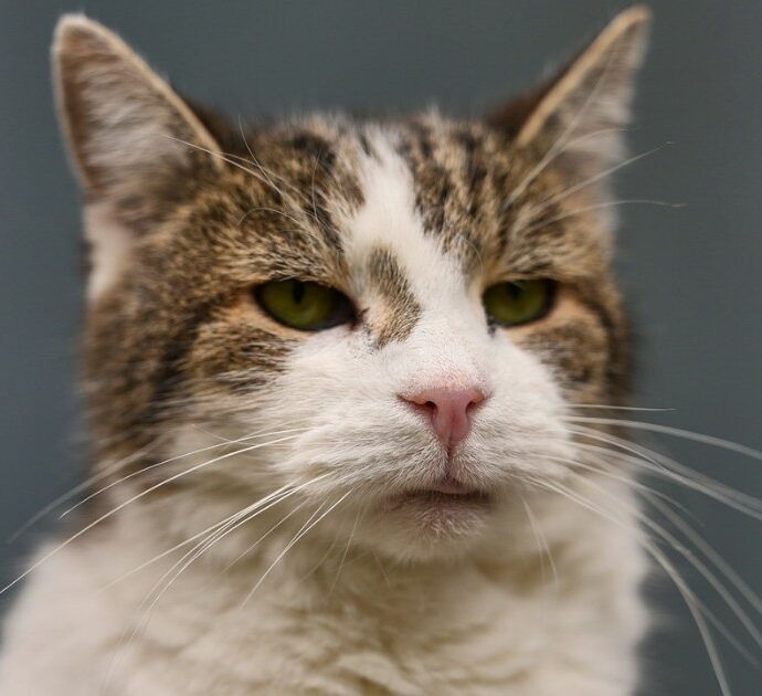 Il gatto Larry pronto ad accogliere a Downing Street il nuovo premier Andy Burnham