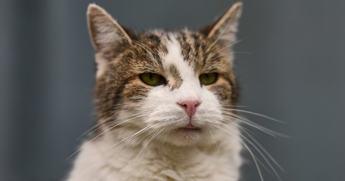 il gatto larry pronto ad accogliere a downing street il nuovo premier andy burnham da Ilfattoquotidiano.it il gatto larry pronto ad accogliere a downing street il nuovo premier andy burnham