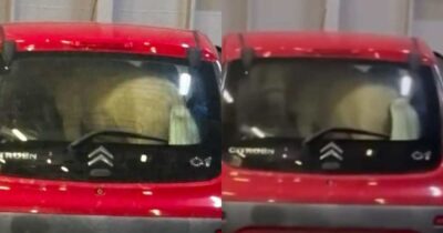Copertina di “Com’è possibile che nessuno abbia fermato quel veicolo prima dell’imbarco?”: pony chiuso nel bagagliaio di un’auto sul traghetto per Ischia