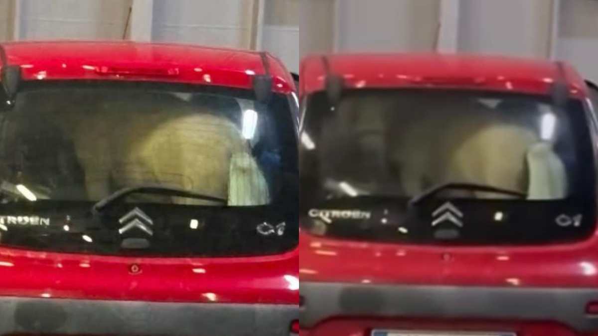 com8217232 possibile che nessuno abbia fermato quel veicolo prima dell8217imbarco pony chiuso nel bagagliaio di un8217auto sul traghetto per ischia da Ilfattoquotidiano.it com8217232 possibile che nessuno abbia fermato quel veicolo prima dell8217imbarco pony chiuso nel bagagliaio di un8217auto sul traghetto per ischia