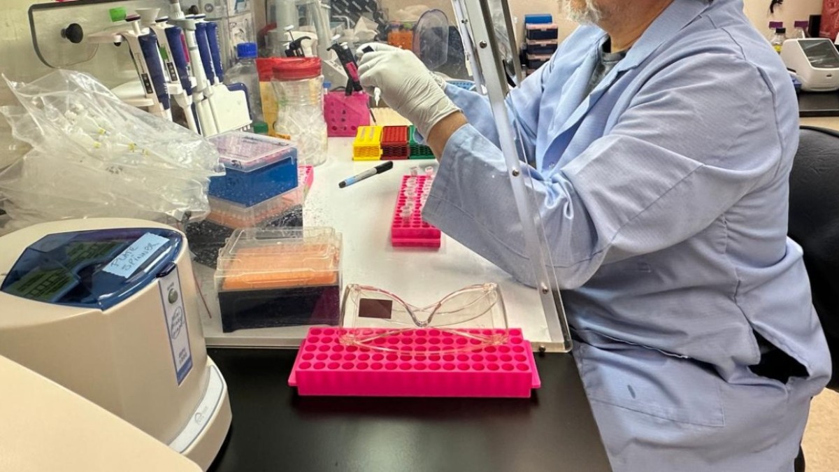 svelato come il virus dell8217influenza riprogramma le cellule infettate lo studio su nature da Ilfattoquotidiano.it svelato come il virus dell8217influenza riprogramma le cellule infettate lo studio su nature