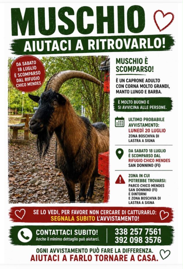 Torna a casa Muschio, il Rifugio per animali Chico Mendes cerca il suo caprone scomparso a Campi Bisenzio: “E’ uno di famiglia”