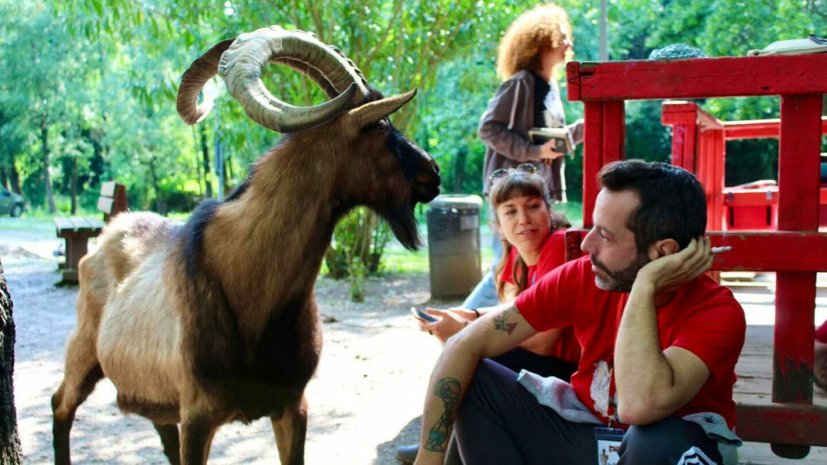 il caprone muschio 232 stato ammazzato e fatto a pezzi era scomparso dal rifugio per animali chico mendes di campi bisenzio da Ilfattoquotidiano.it il caprone muschio 232 stato ammazzato e fatto a pezzi era scomparso dal rifugio per animali chico mendes di campi bisenzio