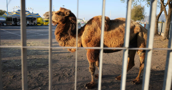 Animali sfruttati, lavoro minorile e condizioni di sicurezza carenti: l’inchiesta nei circhi. “Non si può parlare di mele marce”
