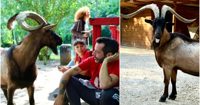 Torna a casa Muschio, il Rifugio per animali Chico Mendes cerca il suo caprone scomparso a Campi Bisenzio: “E’ uno di famiglia”