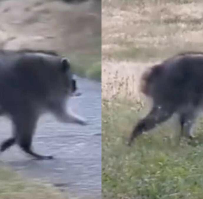 Avvistata una strana creatura con tre zampe: la vera storia di Jimothy, il “procione mutante” diventato virale sui social