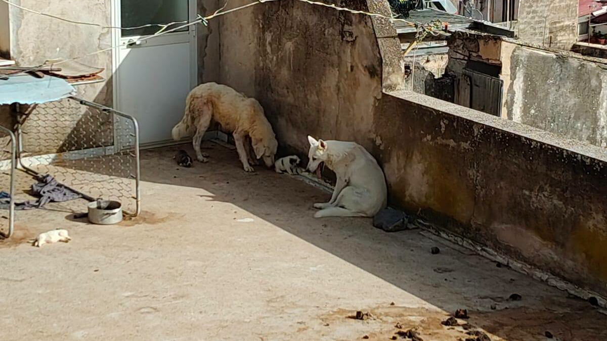 cuccioli morti di caldo a sciacca proprietario denunciato l8217assessora il comune di sciacca si costituir224 parte civile da Ilfattoquotidiano.it cuccioli morti di caldo a sciacca proprietario denunciato l8217assessora il comune di sciacca si costituir224 parte civile