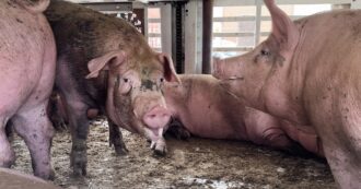 Copertina di Maiali della filiera Dop italiana morti e agonizzanti nei camion con oltre 45 gradi e senz’acqua: la video-inchiesta di Essere Animali