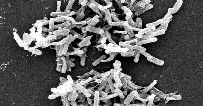 Clostridium difficile, cos’è il batterio sospettato per la morte di un bimbo a Catanzaro: come si trasmette, i sintomi e le cure