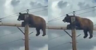 Copertina di Un orso “curioso” si arrampica sul palo della luce ma rimane bloccato in equilibrio a pochi centimetri dai cavi dell’alta tensione: le immagini dell’incredibile salvataggio