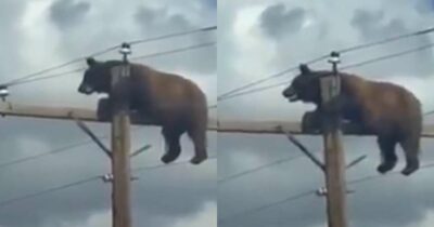 Copertina di Un orso “curioso” si arrampica sul palo della luce ma rimane bloccato in equilibrio a pochi centimetri dai cavi dell’alta tensione: le immagini dell’incredibile salvataggio