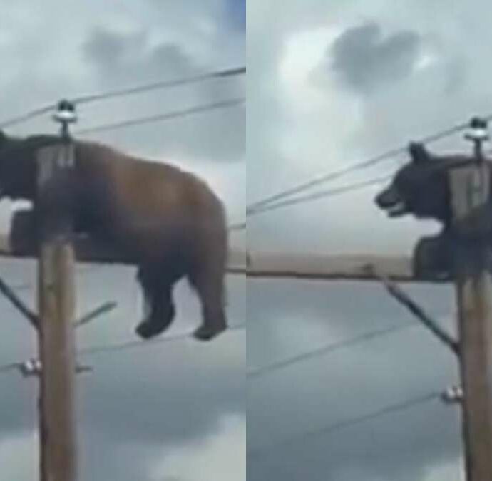 Un orso “curioso” si arrampica sul palo della luce ma rimane bloccato in equilibrio a pochi centimetri dai cavi dell’alta tensione: le immagini dell’incredibile salvataggio