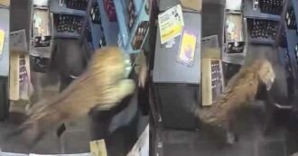 Copertina di Leopardo entra in un negozio di liquori e semina il panico: aggredisce il cassiere e ferisce tre clienti, la scena choc ripresa dalle telecamere – IL VIDEO