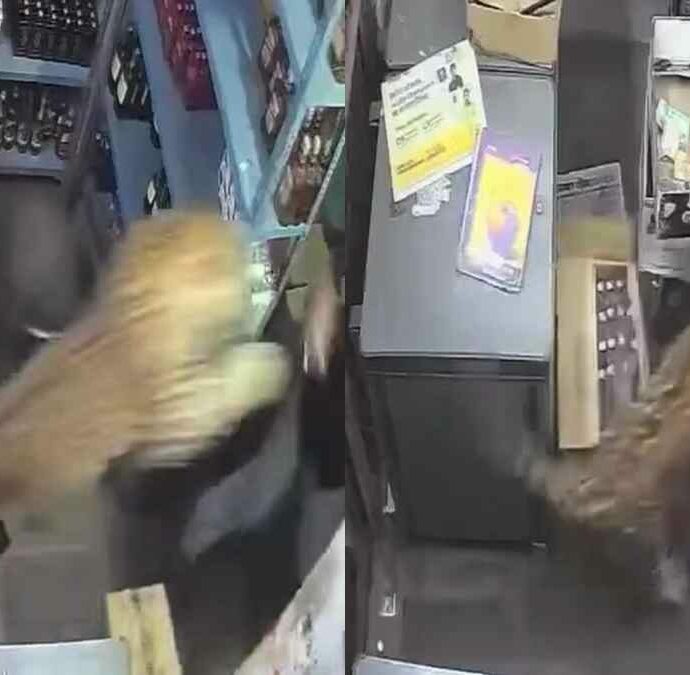 Leopardo entra in un negozio di liquori e semina il panico: aggredisce il cassiere e ferisce tre clienti, la scena choc ripresa dalle telecamere – IL VIDEO