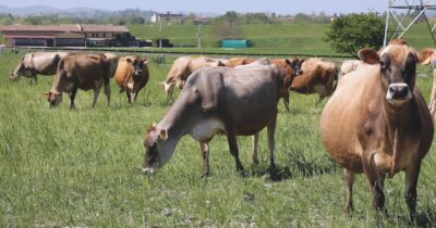 Copertina di Pfas, i dati della Regione Veneto: stop alimenti contaminati. Livelli in calo, ma allarme per il 5% della carne di bovini e suini. Inquinata anche l’acqua
