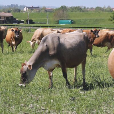 Copertina di Pfas, i dati della Regione Veneto: stop alimenti contaminati. Livelli in calo, ma allarme per il 5% della carne di bovini e suini. Inquinata anche l’acqua