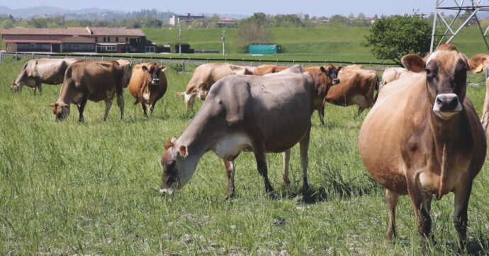 Pfas, i dati della Regione Veneto: stop alimenti contaminati. Livelli in calo, ma allarme per il 5% della carne di bovini e suini. Inquinata anche l’acqua