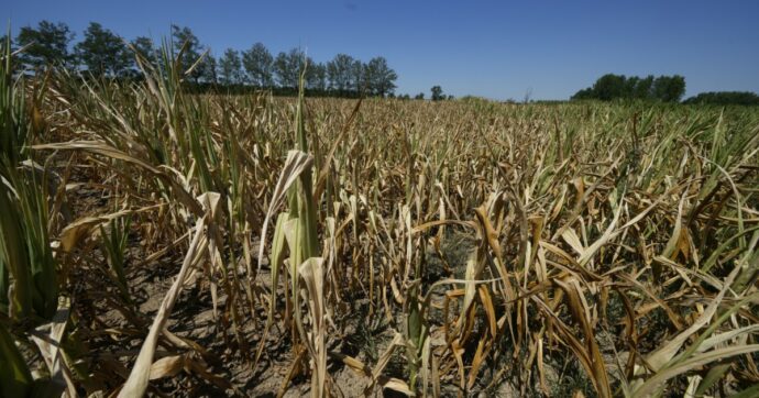 Siccità del Po, le soluzioni in emergenza d’estate creano danni in inverno