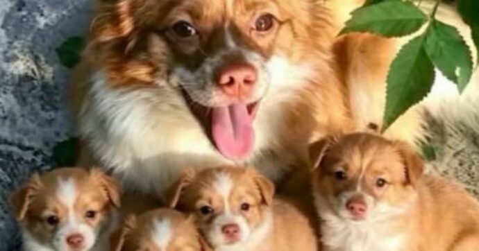 Ragazzini torturano e uccidono il cane randagio Wang Wang e i suoi cuccioli in Cina: rabbia degli attivisti. Le autorità: “No al cyberbullismo”