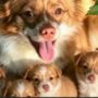 Copertina di Ragazzini torturano e uccidono il cane randagio Wang Wang e i suoi cuccioli in Cina: rabbia degli attivisti. Le autorità: “No al cyberbullismo”