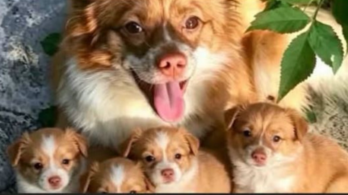 ragazzini torturano e uccidono il cane randagio wang wang e i suoi cuccioli in cina rabbia degli attivisti le autorit224 no al cyberbullismo da Ilfattoquotidiano.it ragazzini torturano e uccidono il cane randagio wang wang e i suoi cuccioli in cina rabbia degli attivisti le autorit224 no al cyberbullismo