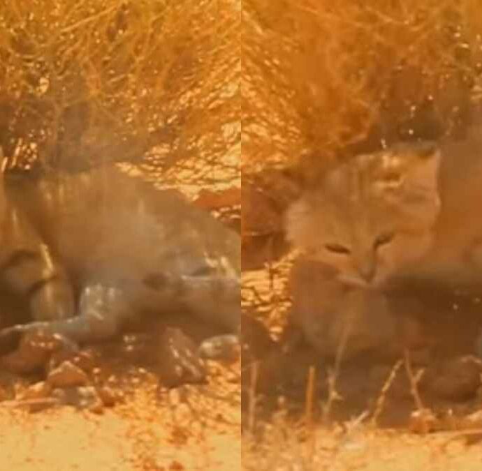 “Mi dicevano che era impossibile da trovare, troppo incredibile per essere vero”: svelato dopo 9 anni il segreto del gatto delle sabbie