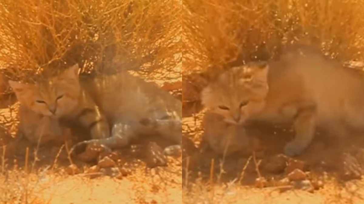 “Mi dicevano che era impossibile da trovare, troppo incredibile per essere vero”: svelato dopo 9 anni il segreto del gatto delle sabbie