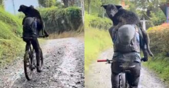 Copertina di “Ci ha seguito per tutta la discesa tra il fango e i sentieri”: cane corre per oltre 40 chilometri accanto a dei ciclisti, poi il loro gesto gli cambia la vita