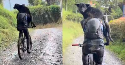 Copertina di “Ci ha seguito per tutta la discesa tra il fango e i sentieri”: cane corre per oltre 40 chilometri accanto a dei ciclisti, poi il loro gesto gli cambia la vita