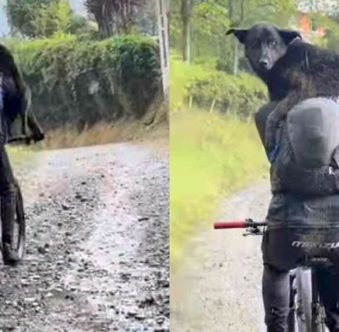 “Ci ha seguito per tutta la discesa tra il fango e i sentieri”: cane corre per oltre 40 chilometri accanto a dei ciclisti, poi il loro gesto gli cambia la vita