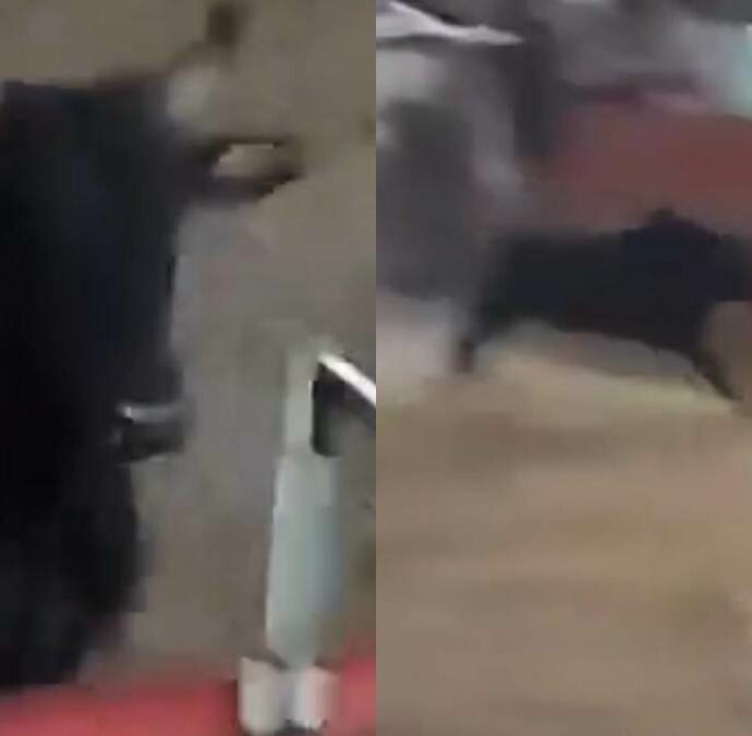 Toro riesce a raggiungere gli spalti e scatena il caos tra la folla: attimi di terrore alla Corrida di Castilla