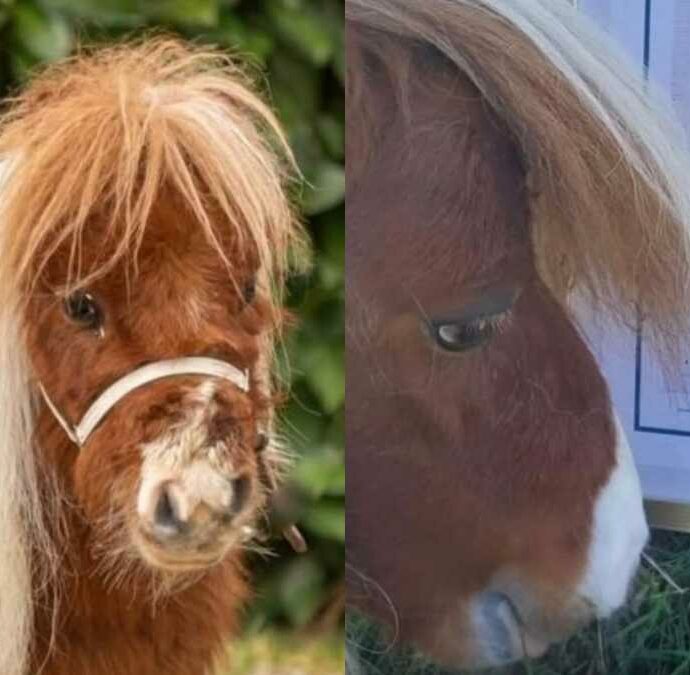“Quando l’ho visto sono rimasta sconvolta”: la storia di Pumuckel, il cavallo più basso del mondo nato da un raro scherzo della natura
