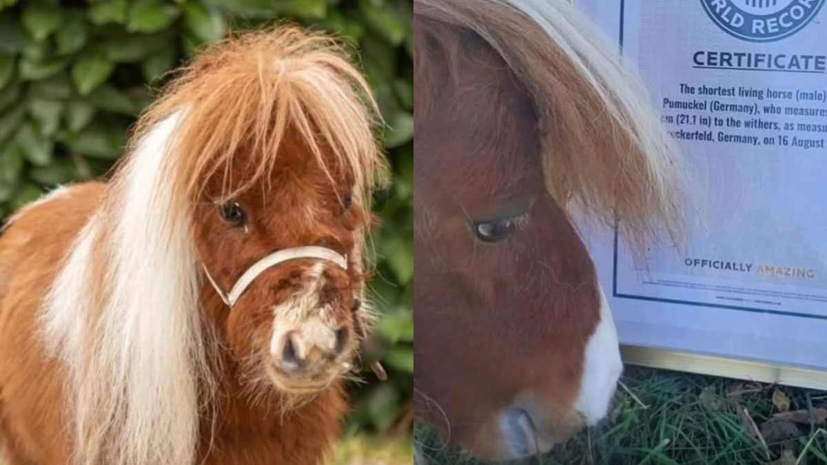 “Quando l’ho visto sono rimasta sconvolta”: la storia di Pumuckel, il cavallo più basso del mondo nato da un raro scherzo della natura