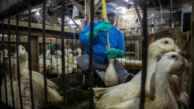 Copertina di Il Brasile vieta la produzione e la vendita di foie gras: è il secondo Paese al mondo