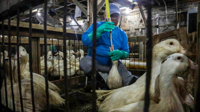 Il Brasile vieta la produzione e la vendita di foie gras: è il secondo Paese al mondo