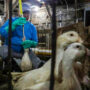 Copertina di Il Brasile vieta la produzione e la vendita di foie gras: è il secondo Paese al mondo